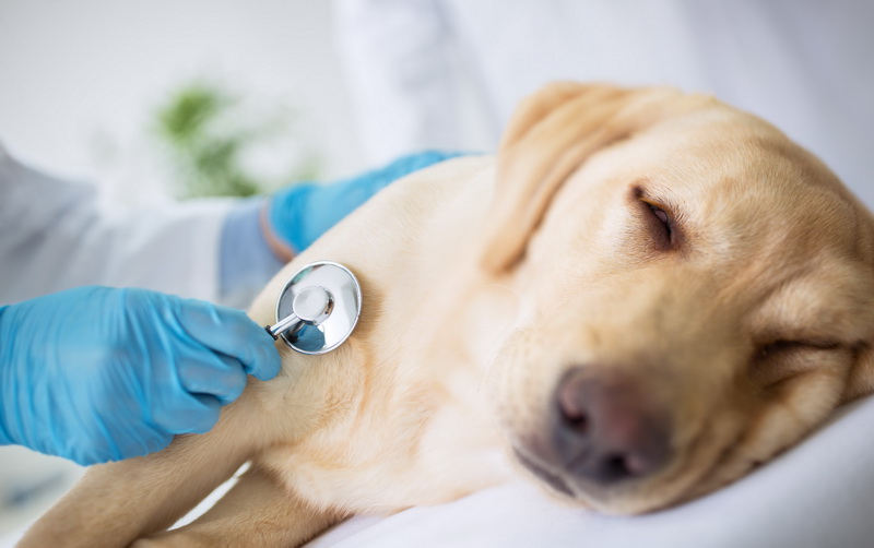 Najpopularniejsze choroby psów - artykuły CBDZOE